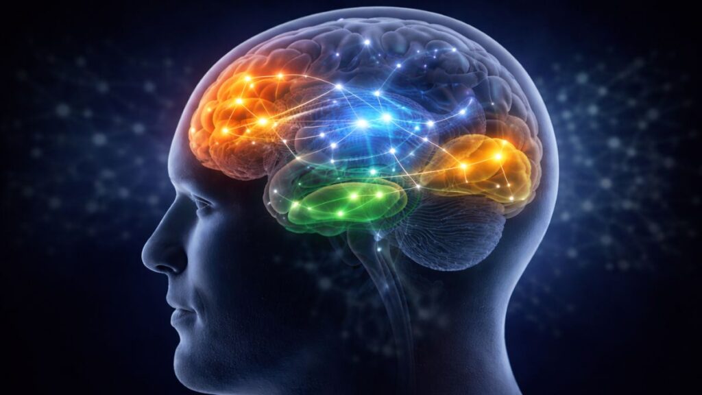 Abstract brain illustration representing functional connectivity patterns associated with the Default Mode Network